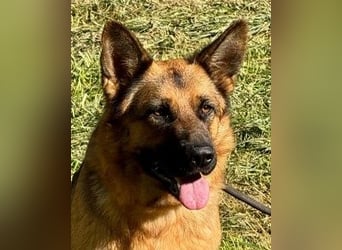 Lotte - (Dringend Pflegestelle oder Zuhause gesucht) Es ist eine Deutsche