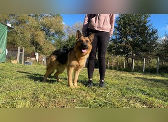 Lotte - (Dringend Pflegestelle oder Zuhause gesucht) Es ist eine Deutsche