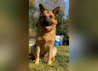 Lotte - Es ist eine Deutsche Schäferhündin!