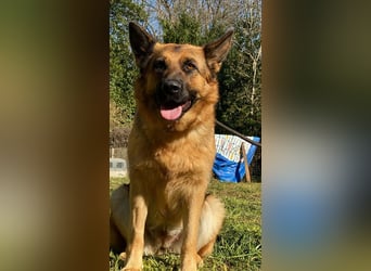 Lotte - (Dringend Pflegestelle oder Zuhause gesucht) Es ist eine Deutsche