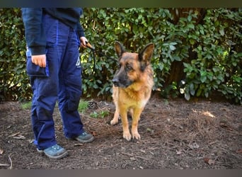 Diantha - Es ist alles still geworden