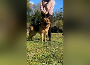 Lotte - Es ist eine Deutsche Schäferhündin!