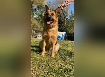 Lotte - (Dringend Pflegestelle oder Zuhause gesucht) Es ist eine Deutsche