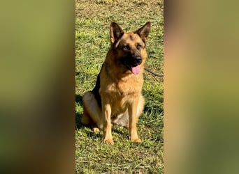 Lotte - (Dringend Pflegestelle oder Zuhause gesucht) Es ist eine Deutsche