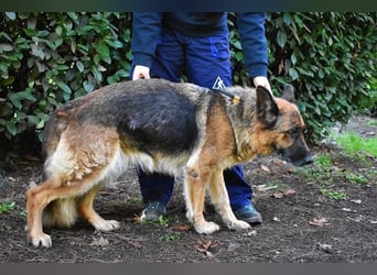 Diantha - Es ist alles still geworden