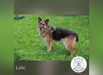 Loic 171975 sucht ein zu Hause