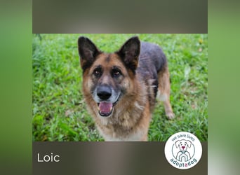Loic 171975 sucht ein zu Hause