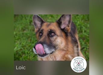 Loic 171975 sucht ein zu Hause