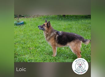 Loic 171975 sucht ein zu Hause