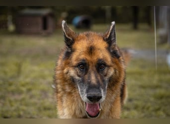 Loic 171975 sucht ein zu Hause