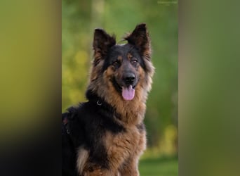 Liebevolles Zuhause für Greta gesucht