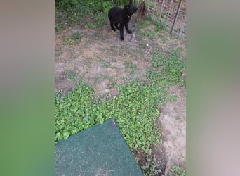 Deutsche Langhaarschäferhundewelpen abzugeben