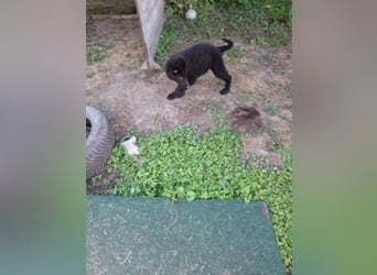 Deutsche Langhaarschäferhundewelpen abzugeben