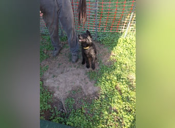 Deutsche Langhaarschäferhundewelpen abzugeben