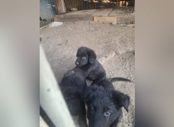 Deutsche Langhaarschäferhundewelpen abzugeben