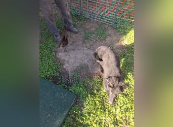 Deutsche Langhaarschäferhundewelpen abzugeben