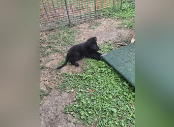 Deutsche Langhaarschäferhundewelpen abzugeben