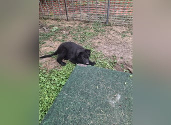 Deutsche Langhaarschäferhundewelpen abzugeben