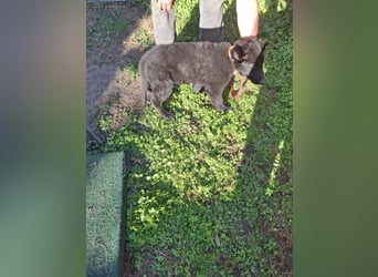 Deutsche Langhaarschäferhundewelpen abzugeben