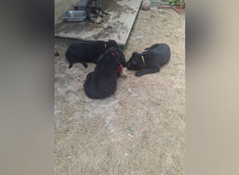 Deutsche Langhaarschäferhundewelpen abzugeben
