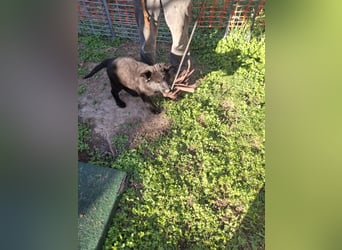 Deutsche Langhaarschäferhundewelpen abzugeben
