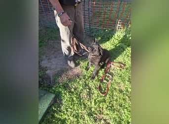 Deutsche Langhaarschäferhundewelpen abzugeben