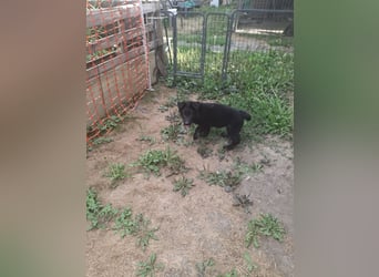 Deutsche Langhaarschäferhundewelpen abzugeben