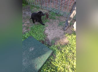 Deutsche Langhaarschäferhundewelpen abzugeben