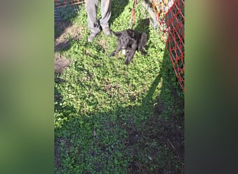Deutsche Langhaarschäferhundewelpen abzugeben