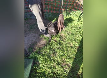 Deutsche Langhaarschäferhundewelpen abzugeben