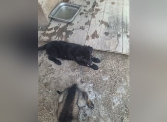 Deutsche Langhaarschäferhundewelpen abzugeben