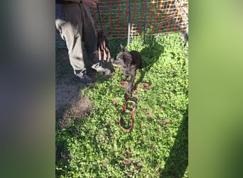 Deutsche Langhaarschäferhundewelpen abzugeben