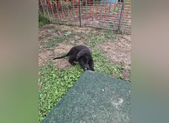 Deutsche Langhaarschäferhundewelpen abzugeben