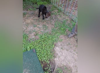 Deutsche Langhaarschäferhundewelpen abzugeben