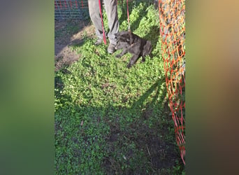 Deutsche Langhaarschäferhundewelpen abzugeben