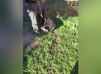 Deutsche Langhaarschäferhundewelpen abzugeben