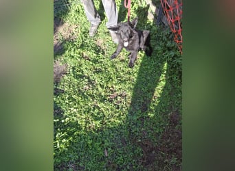 Deutsche Langhaarschäferhundewelpen abzugeben