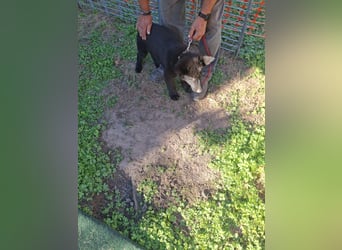 Deutsche Langhaarschäferhundewelpen abzugeben