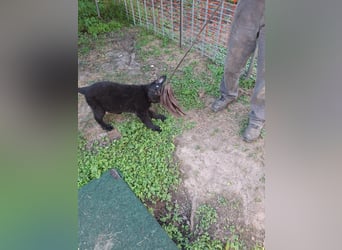 Deutsche Langhaarschäferhundewelpen abzugeben
