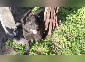 Deutsche Langhaarschäferhundewelpen abzugeben