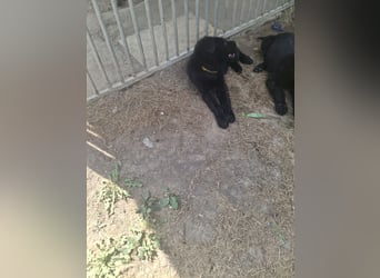 Deutsche Langhaarschäferhundewelpen abzugeben
