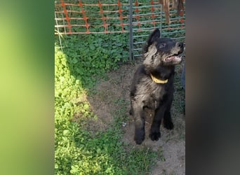Deutsche Langhaarschäferhundewelpen abzugeben