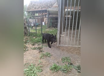 Deutsche Langhaarschäferhundewelpen abzugeben
