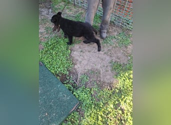 Deutsche Langhaarschäferhundewelpen abzugeben