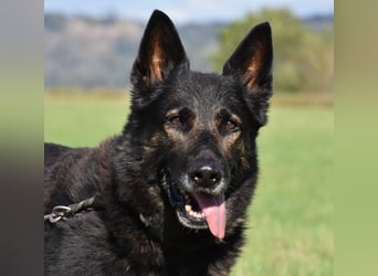 "Taylor", weiblich, Dt. Schäferhund, geb. 20.10.16, ca. 60 cm