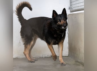 "Taylor", weiblich, Dt. Schäferhund, geb. 20.10.16, ca. 60 cm