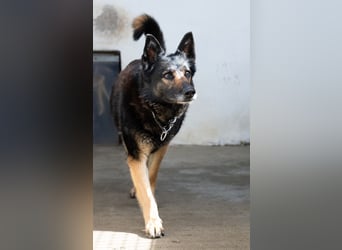 "Taylor", weiblich, Dt. Schäferhund, geb. 20.10.16, ca. 60 cm