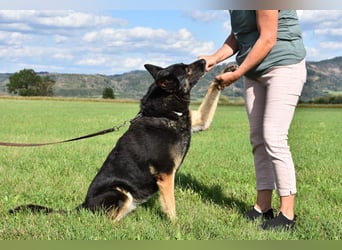 "Taylor", weiblich, Dt. Schäferhund, geb. 20.10.16, ca. 60 cm