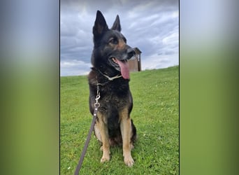 "Taylor", weiblich, Dt. Schäferhund, geb. 20.10.16, ca. 60 cm