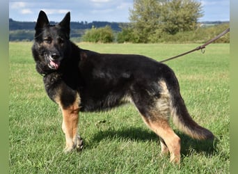 "Taylor", weiblich, Dt. Schäferhund, geb. 20.10.16, ca. 60 cm